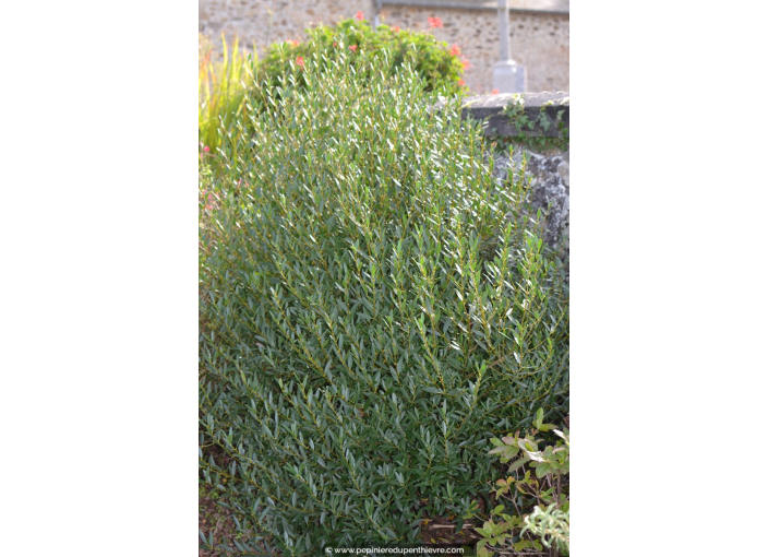 PHILLYREA angustifolia