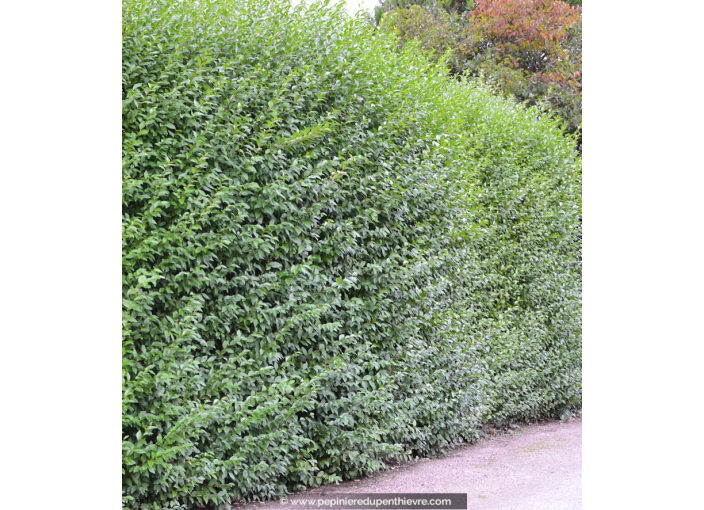 LIGUSTRUM ovalifolium LIGUSTRUM ovalifolium