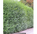LIGUSTRUM ovalifolium LIGUSTRUM ovalifolium