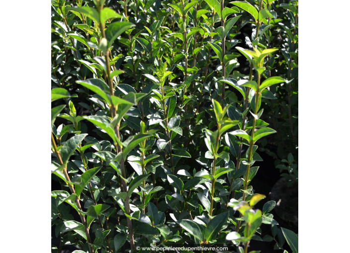 LIGUSTRUM ovalifolium LIGUSTRUM ovalifolium