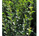 LIGUSTRUM ovalifolium LIGUSTRUM ovalifolium