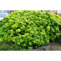 CHOISYA ternata \'Sundance\'