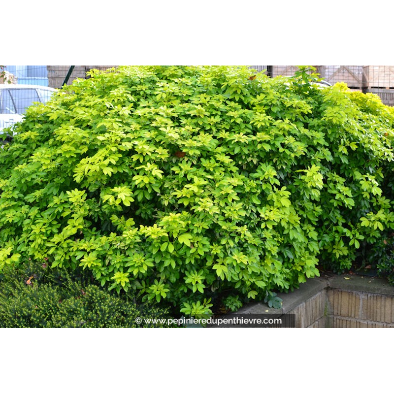 CHOISYA ternata Sundance®