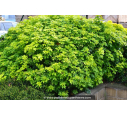 CHOISYA ternata Sundance® CHOISYA ternata Sundance®