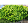 CHOISYA ternata \'Sundance\'