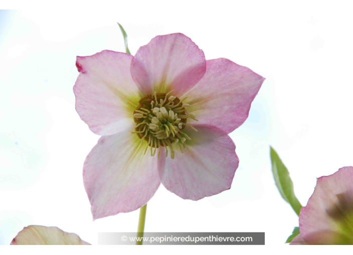 HELLEBORUS x hybridus
