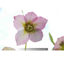 HELLEBORUS x hybridus