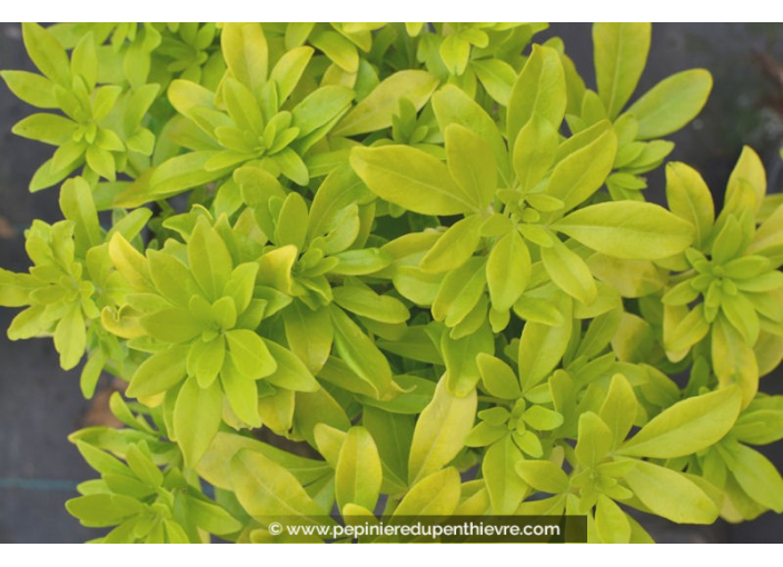 CHOISYA ternata Sundance® CHOISYA ternata Sundance®