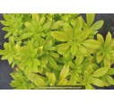 CHOISYA ternata Sundance® CHOISYA ternata Sundance®