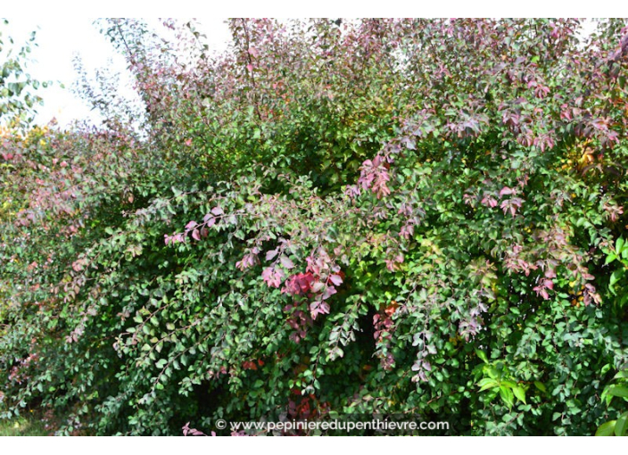 SPIRAEA vanhouttei SPIRAEA vanhouttei