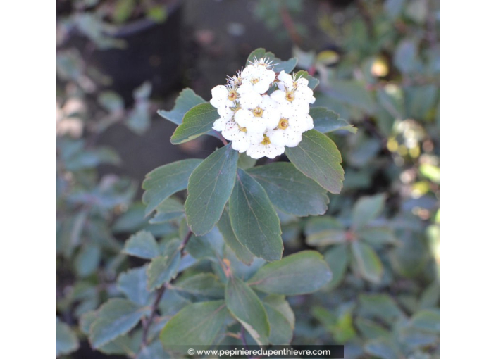 SPIRAEA vanhouttei SPIRAEA vanhouttei