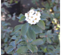 SPIRAEA vanhouttei SPIRAEA vanhouttei