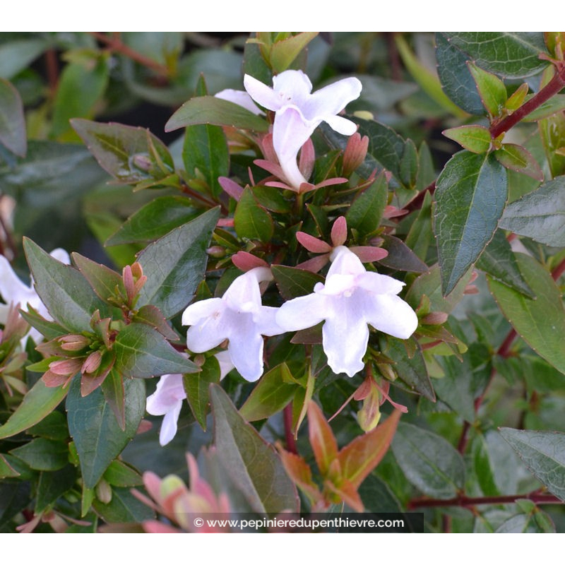 ABELIA x grandiflora 'Prostrata'