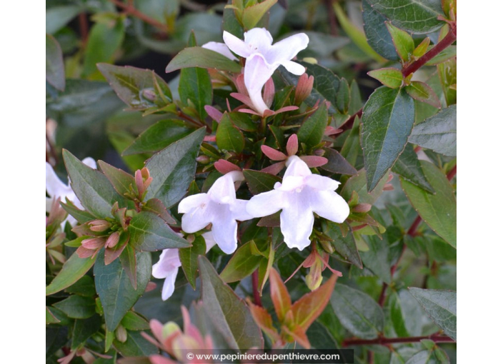 ABELIA x grandiflora 'Prostrata'