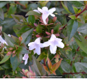 ABELIA x grandiflora 'Prostrata'