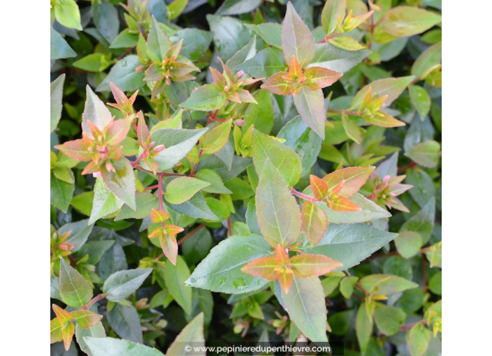 ABELIA x grandiflora 'Prostrata'