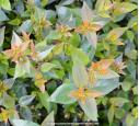 ABELIA x grandiflora 'Prostrata'