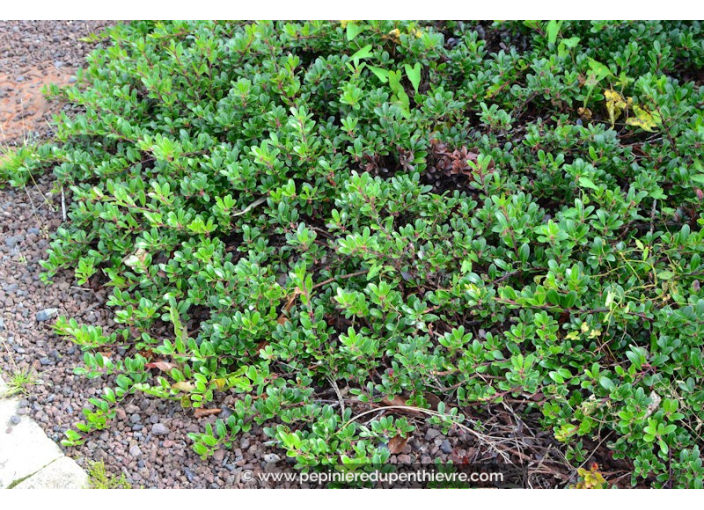 ARCTOSTAPHYLOS uva-ursi