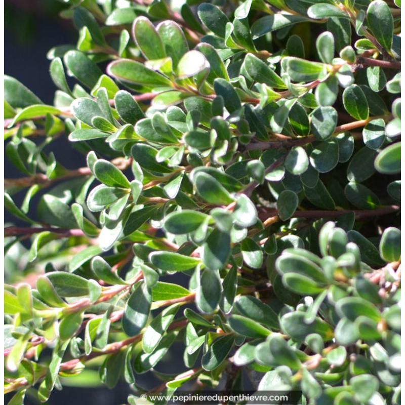 ARCTOSTAPHYLOS uva-ursi