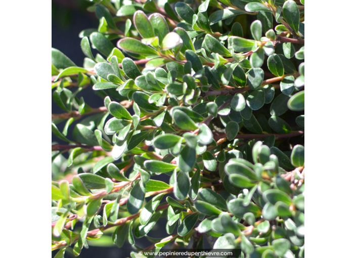 ARCTOSTAPHYLOS uva-ursi