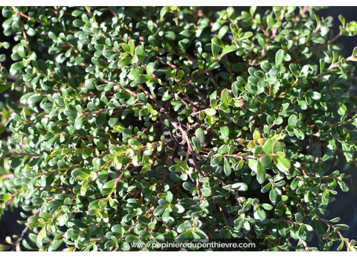 ARCTOSTAPHYLOS uva-ursi