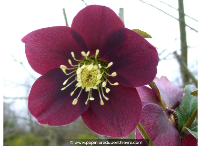 HELLEBORUS x hybridus