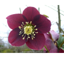 HELLEBORUS x hybridus