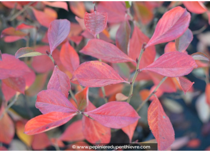 ARONIA arbutifolia 'Brilliant' ARONIA arbutifolia 'Brilliant'