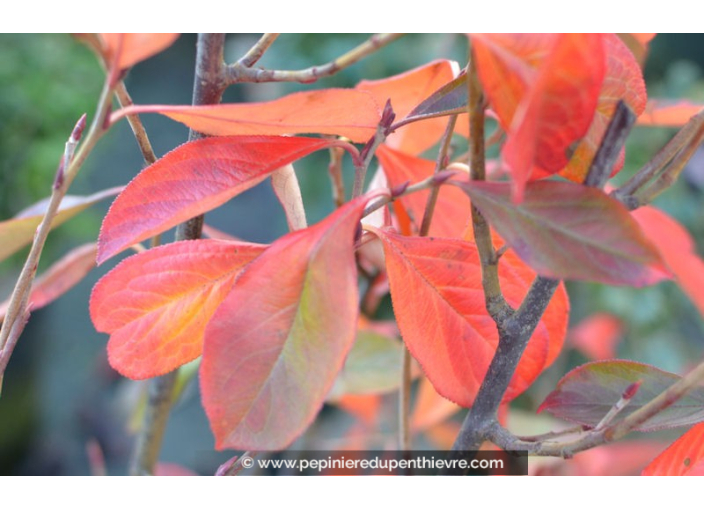 ARONIA arbutifolia 'Brilliant' ARONIA arbutifolia 'Brilliant'