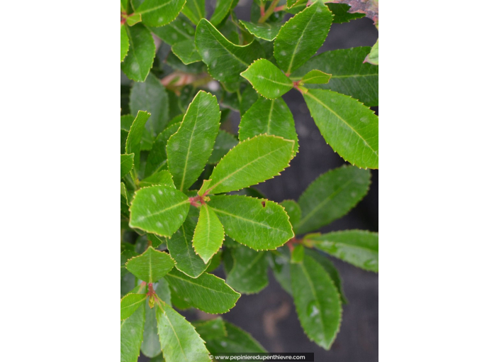 ARBUTUS unedo 'Rubra' ARBUTUS unedo 'Rubra'