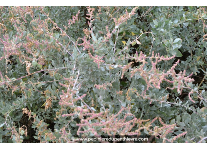ATRIPLEX halimus