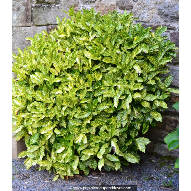 AUCUBA japonica 'Crotonifolia'