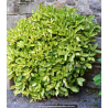 AUCUBA japonica \'Crotonifolia\'