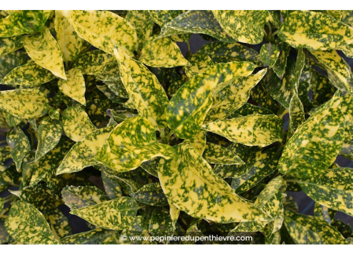 AUCUBA japonica 'Crotonifolia'