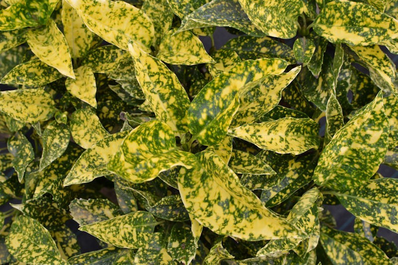 Aucuba du Japon 'Crotonifolia', AUCUBA, panaché - Pépinière du Penthièvre