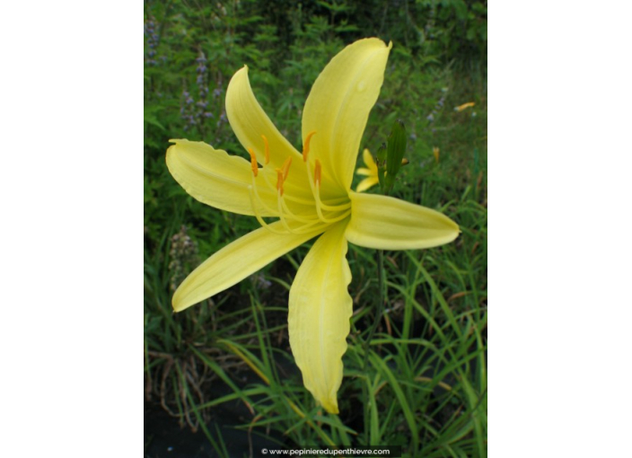 HEMEROCALLIS citrina HEMEROCALLIS citrina