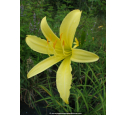 HEMEROCALLIS citrina HEMEROCALLIS citrina