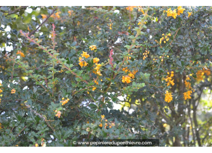 BERBERIS darwinii