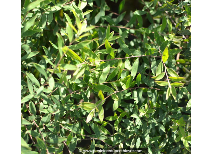 SPIRAEA x arguta SPIRAEA x arguta
