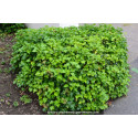 HEDERA helix \'Arborescens\'