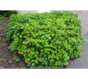 HEDERA helix 'Arborescens'