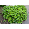 HEDERA helix \'Arborescens\'
