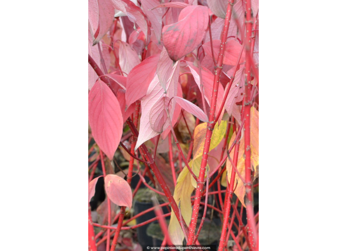 CORNUS alba 'Baton Rouge'® CORNUS alba 'Baton Rouge'®