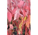 CORNUS alba 'Baton Rouge'® CORNUS alba 'Baton Rouge'®