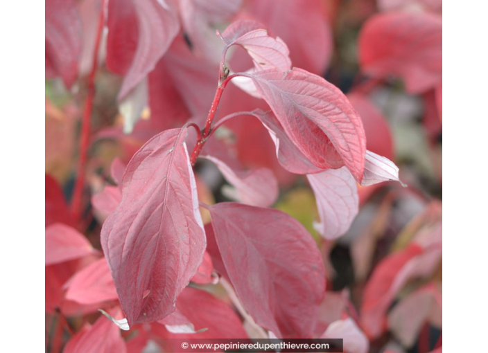 CORNUS alba 'Baton Rouge'® CORNUS alba 'Baton Rouge'®