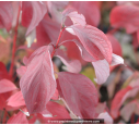 CORNUS alba 'Baton Rouge'® CORNUS alba 'Baton Rouge'®