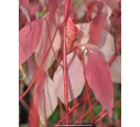 CORNUS alba 'Baton Rouge'® CORNUS alba 'Baton Rouge'®