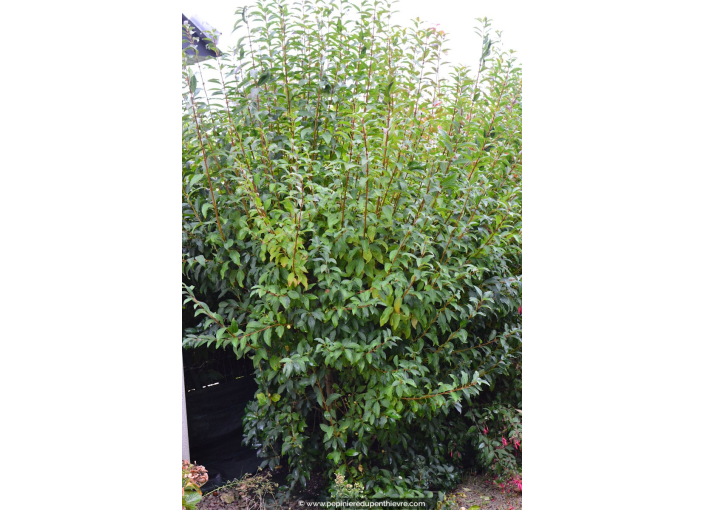 FORSYTHIA x intermedia 'Lynwood Gold' FORSYTHIA x intermedia 'Lynwood Gold'