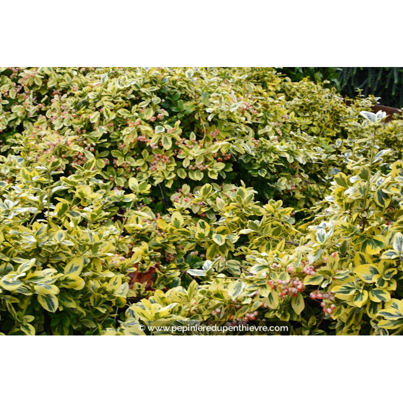 EUONYMUS fortunei 'Emerald'n Gold'