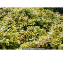 EUONYMUS fortunei 'Emerald'n Gold'